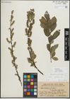 Foto von Salix myrsinifolia Salisb.